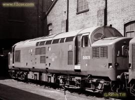 English Electric Growl