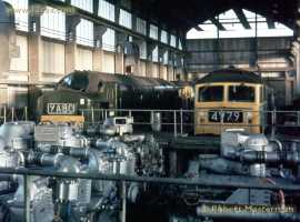 English Electric Growl